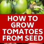 How Long Does It Take To Grow Tomatoes From Seed