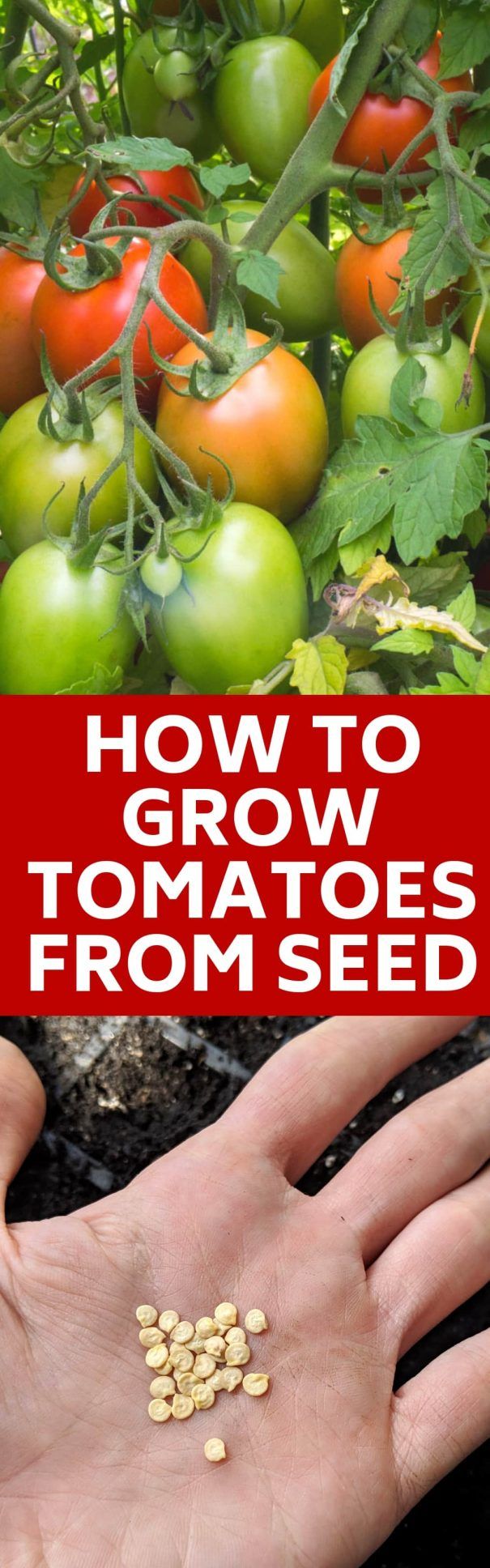 How Long Does It Take To Grow Tomatoes From Seed