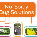 How To Deal With Garden Pests Without Pesticides