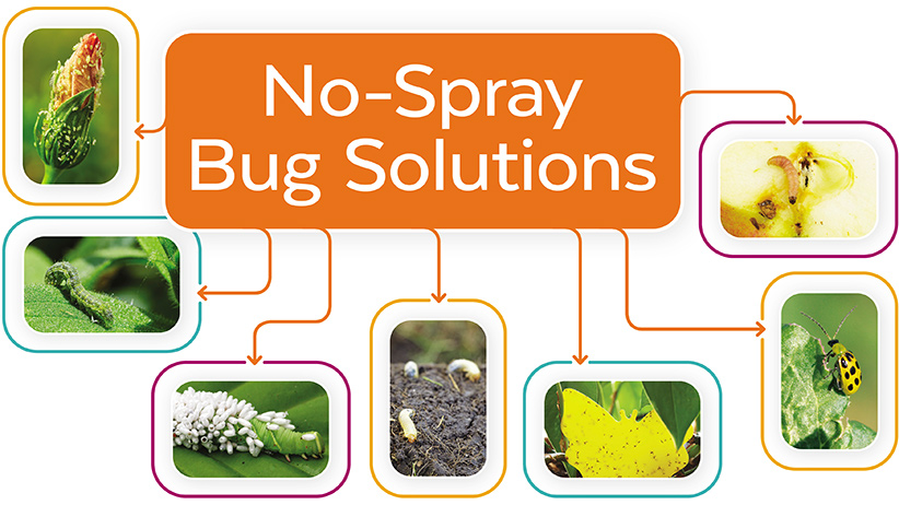 How To Deal With Garden Pests Without Pesticides