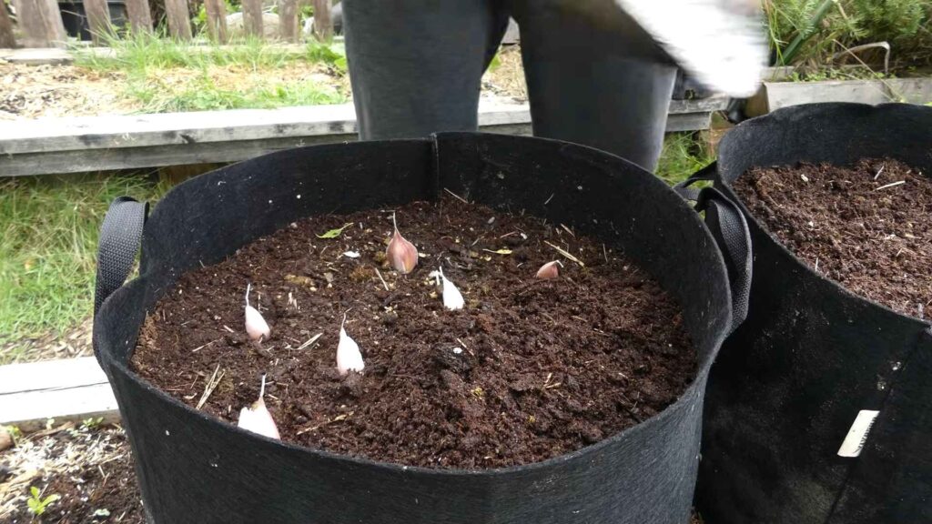 How To Grow Garlic From Store Bought Cloves A Complete Step By Step Guide