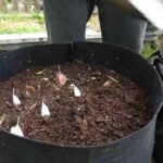 How To Grow Garlic From Store Bought Cloves A Complete Step By Step Guide