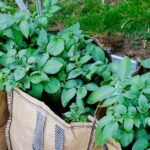 How To Grow Potatoes In Bags Step By Step