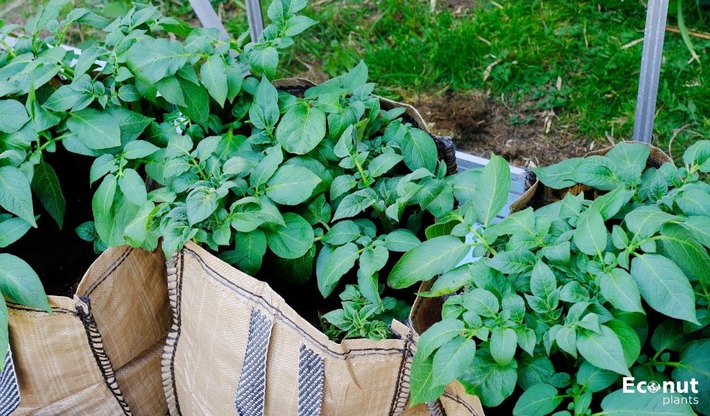 How To Grow Potatoes In Bags Step By Step