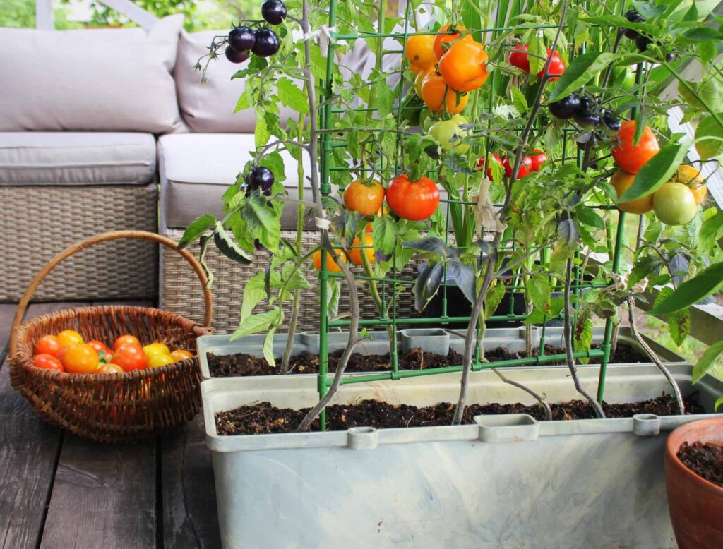 How To Grow Vegetables In Small Backyard Spaces