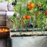 How To Grow Vegetables In Small Backyard Spaces