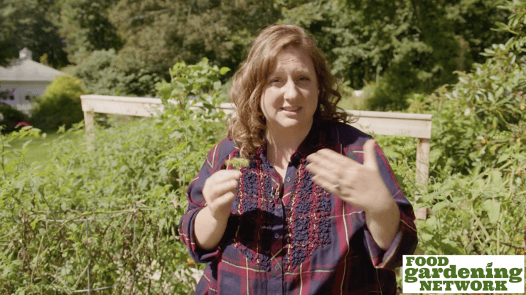 How To Save Seeds From Vegetables For Next Year