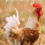 How To Start Raising Backyard Chickens For Beginners