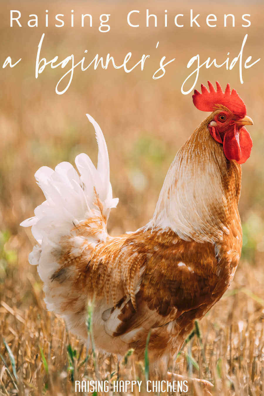 How To Start Raising Backyard Chickens For Beginners