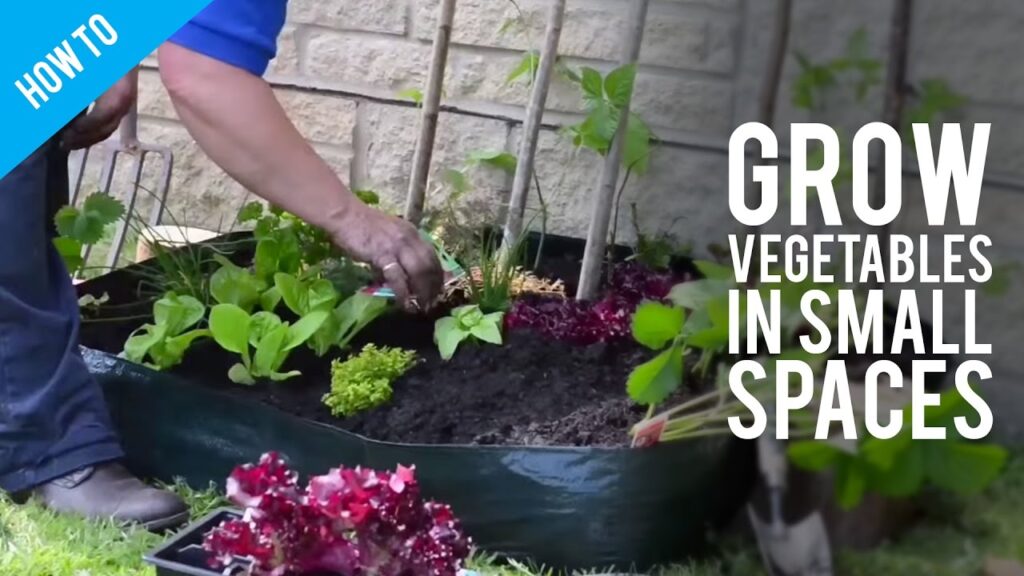 What Is The Cheapest Way To Start A Vegetable Garden