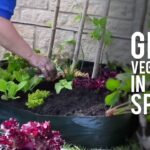 What Is The Cheapest Way To Start A Vegetable Garden
