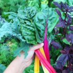 What Is The Easiest Vegetable To Grow For Beginners