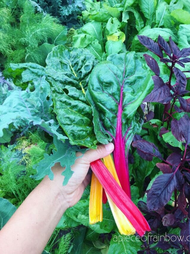 What Is The Easiest Vegetable To Grow For Beginners
